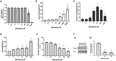 The artificial sweetener neotame negatively regulates the intestinal epithelium directly through T1R3-signaling and indirectly through pathogenic changes to model gut bacteria